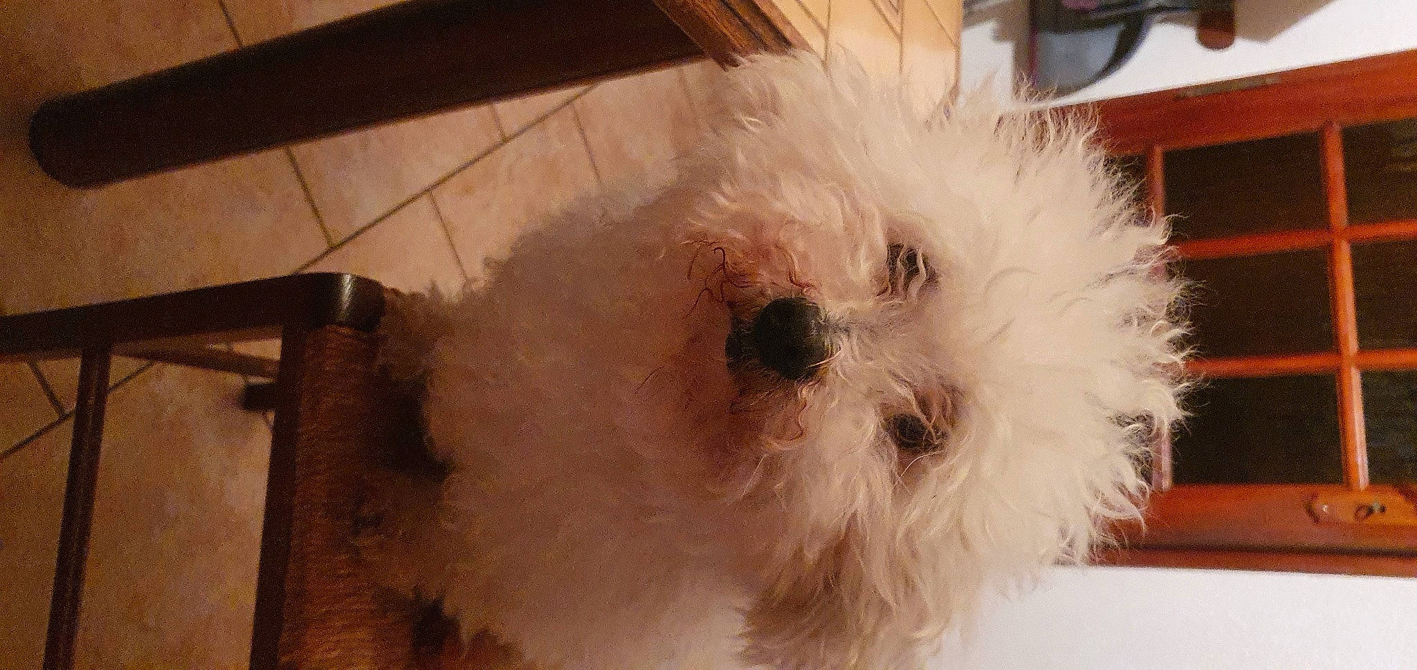 Cookie participe au concours pour gagner de l'argent avec cette photo : bichon, bolognese, canidae, carnivore, companion_dog, dog, dog_breed, flooring, fur, hardwood, maltepoo, non_sporting_group, poodle_crossbreed, small_terrier, sporting_group, terrier, toy_dog, whiskers, wood, working_animal