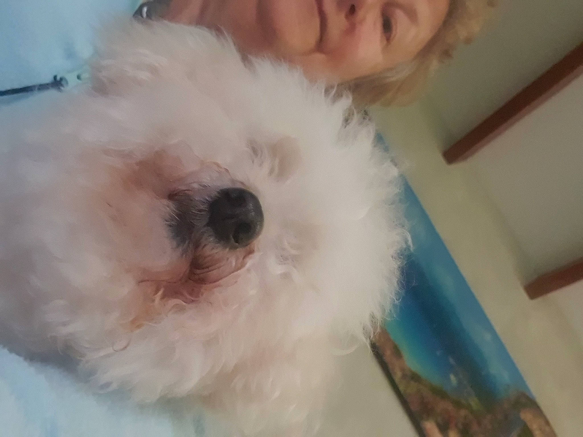 Cookie a rejoint le concours — aidez-le/la à gagner de superbes lots ! bichon, bolognese, canidae, carnivore, cockapoo, companion_dog, dog, dog_breed, fur, labradoodle, old_english_sheepdog, poodle_crossbreed, puppy_love, shih_poo, small_terrier, snout, sporting_group, terrier, toy_dog, working_animal