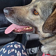 Biscotte participe au concours pour gagner de l'argent avec cette photo : dog, canine, pet, animal, inside_car, car_seat, tongue_out, brown_eyes, fur, closeup, side_profile, happy, companion, leash, seat, person, patterned_pants, fabric, interior, vehicle
