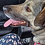 dog, canine, pet, animal, inside_car, car_seat, tongue_out, brown_eyes, fur, closeup, side_profile, happy, companion, leash, seat, person, patterned_pants, fabric, interior, vehicle
