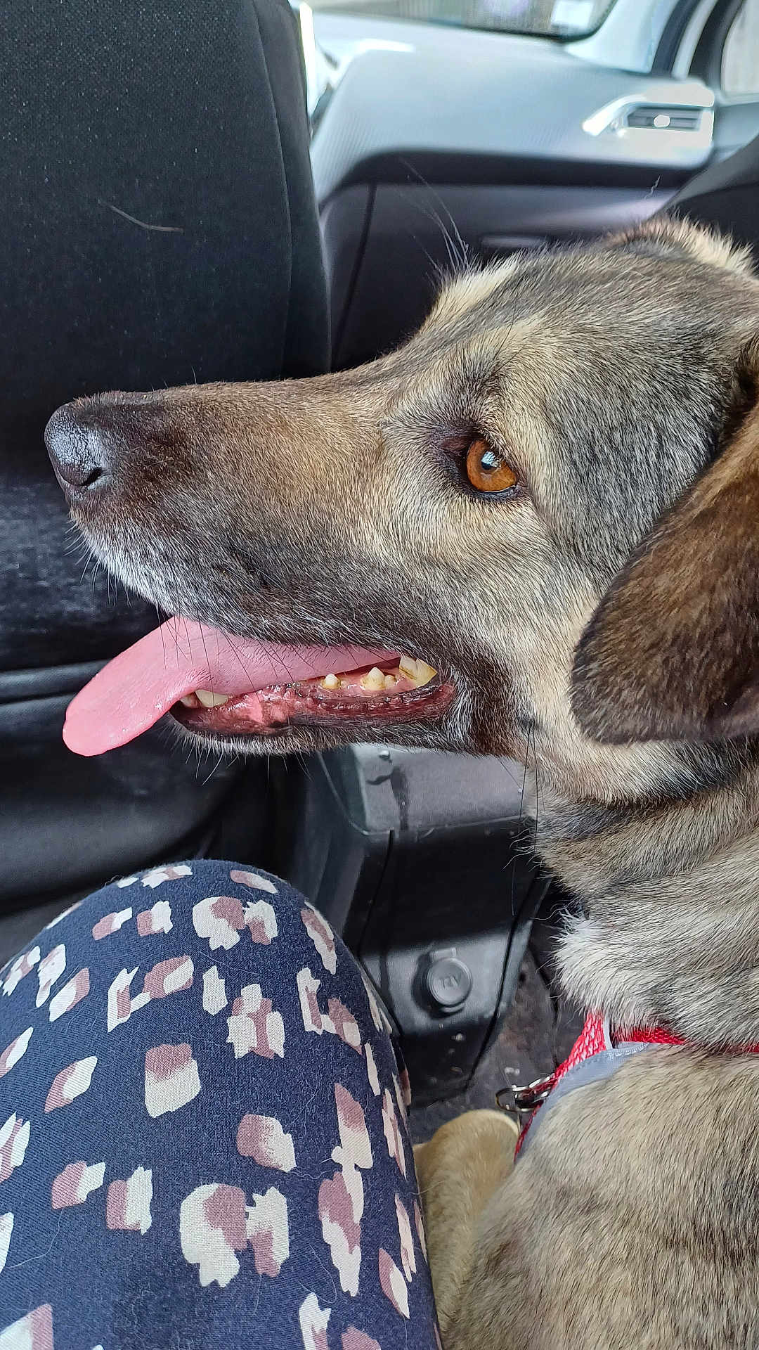 Biscotte participe au concours pour gagner de l'argent avec cette photo : dog, canine, pet, animal, inside_car, car_seat, tongue_out, brown_eyes, fur, closeup, side_profile, happy, companion, leash, seat, person, patterned_pants, fabric, interior, vehicle