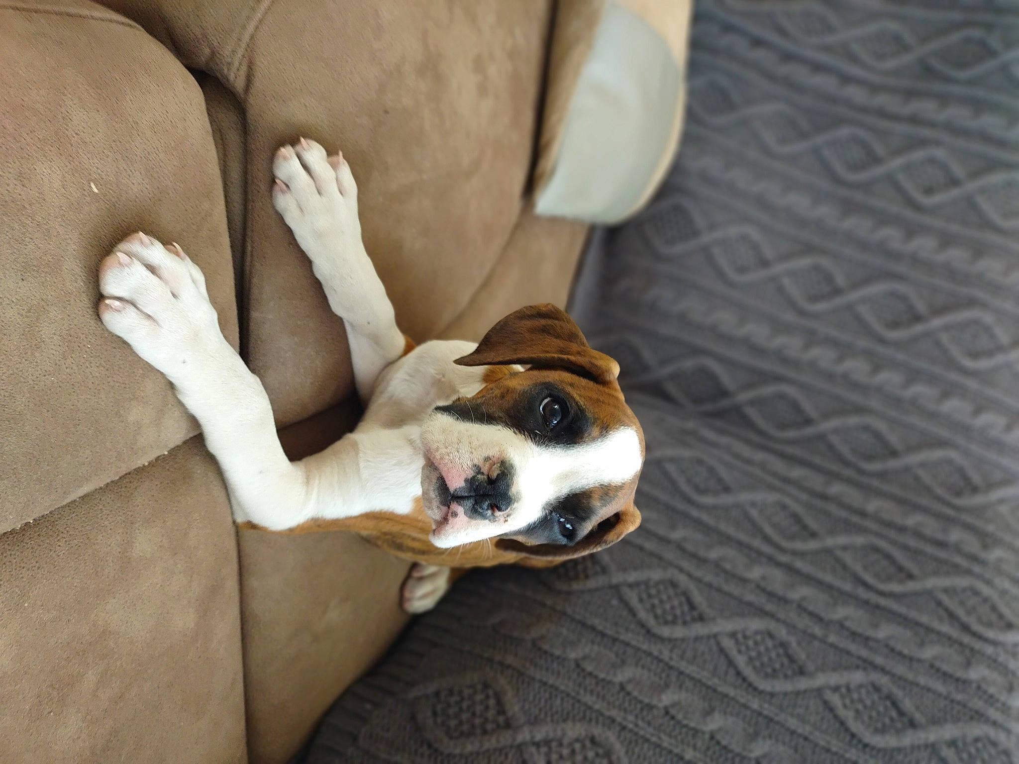 Deja is registered to the contest to win money with this photo: canidae, carnivore, comfort, companion_dog, dog, dog_breed, fawn, flooring, hardwood, hound, human_leg, knee, nail, puppy_love, sitting, snout, sporting_group, whiskers, wood, working_animal