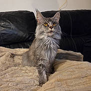 Yoda participe au concours pour gagner de l'argent avec cette photo : cat, gray_cat, fluffy, amber_eyes, pet, indoor, blanket, couch, leather_couch, feline, whiskers, ears, tail, fur, sitting, domestic_animal, animal, cute, soft_texture, attentive