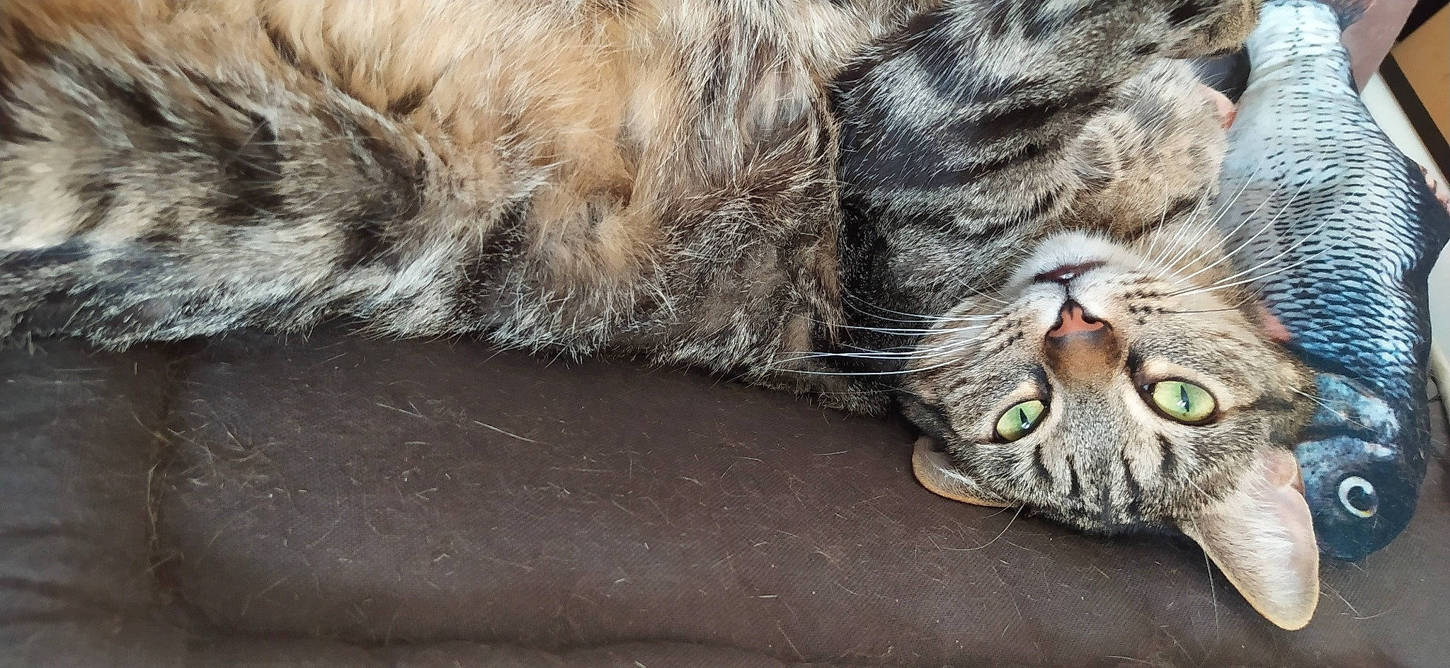 Charlie participe au concours pour gagner de l'argent avec cette photo : carnivore, cat, claw, close_up, domestic_short_haired_cat, eye, felidae, foot, fur, paw, plant, sleep, small_to_medium_sized_cats, snout, tail, terrestrial_animal, tree, whiskers, wildlife, yawn