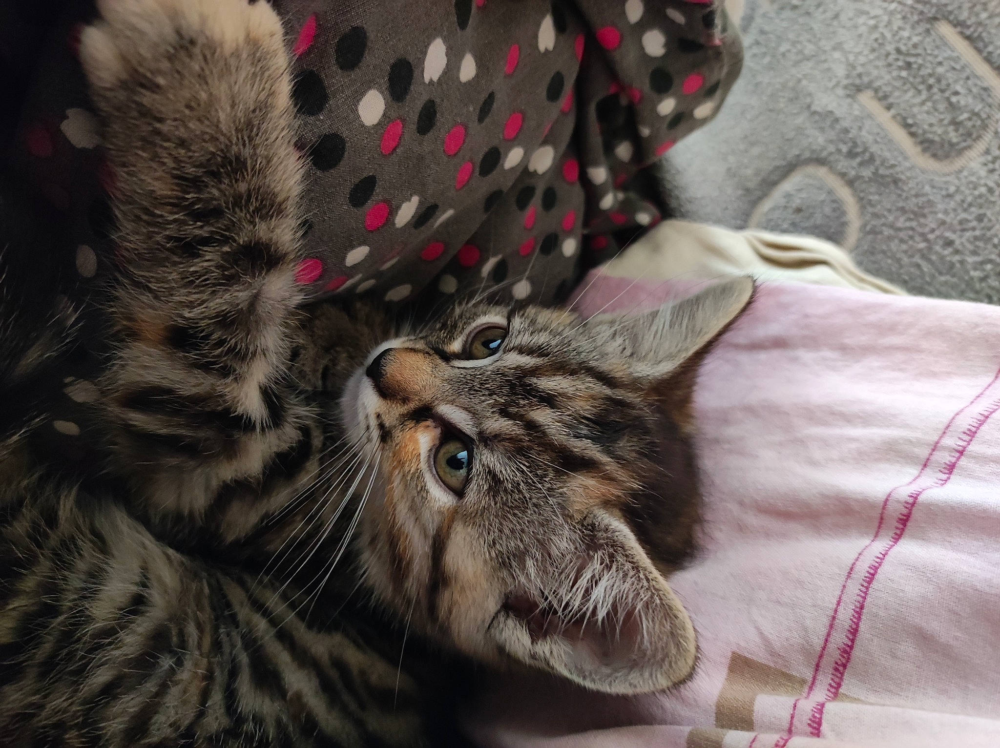 Roxy participe au concours pour gagner de l'argent avec cette photo : carnivore, cat, claw, comfort, domestic_short_haired_cat, felidae, fur, grey, linens, pattern, small_to_medium_sized_cats, snout, terrestrial_animal, textile, whiskers, wildlife