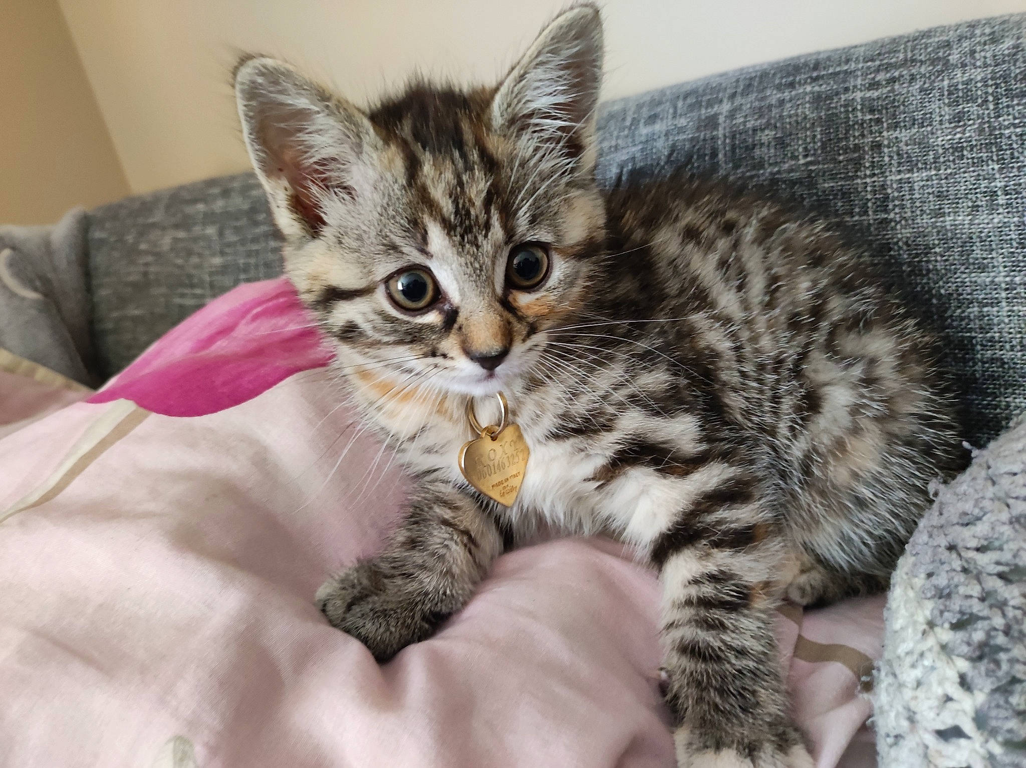 Roxy participe au concours pour gagner de l'argent avec cette photo : bed, carnivore, cat, claw, comfort, domestic_short_haired_cat, eye, felidae, fur, paw, sitting, small_to_medium_sized_cats, snout, tail, whiskers