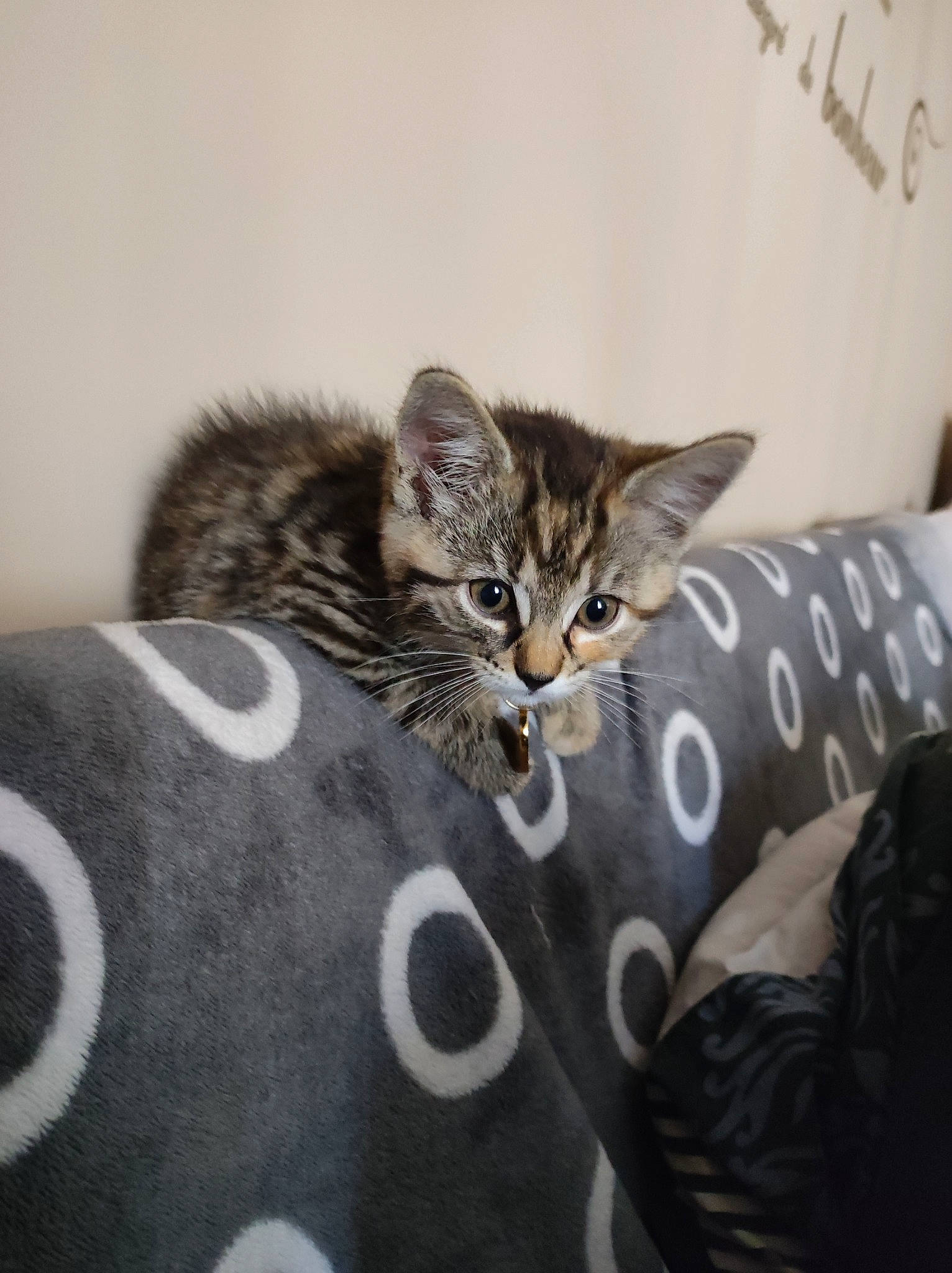 Roxy a rejoint le concours — aidez-le/la à gagner de superbes lots ! bed, bedding, carnivore, cat, cat_supply, comfort, couch, domestic_short_haired_cat, felidae, fur, grey, linens, room, small_to_medium_sized_cats, snout, tail, terrestrial_animal, whiskers