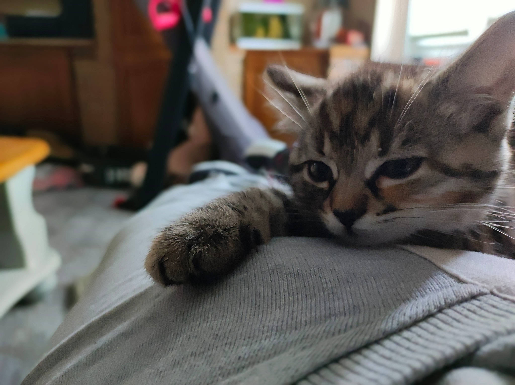 Roxy participe au concours pour gagner de l'argent avec cette photo : bed_sheet, bedding, carnivore, cat, claw, comfort, domestic_short_haired_cat, felidae, flooring, fur, grey, linens, nap, paw, room, sleep, small_to_medium_sized_cats, tail, whiskers