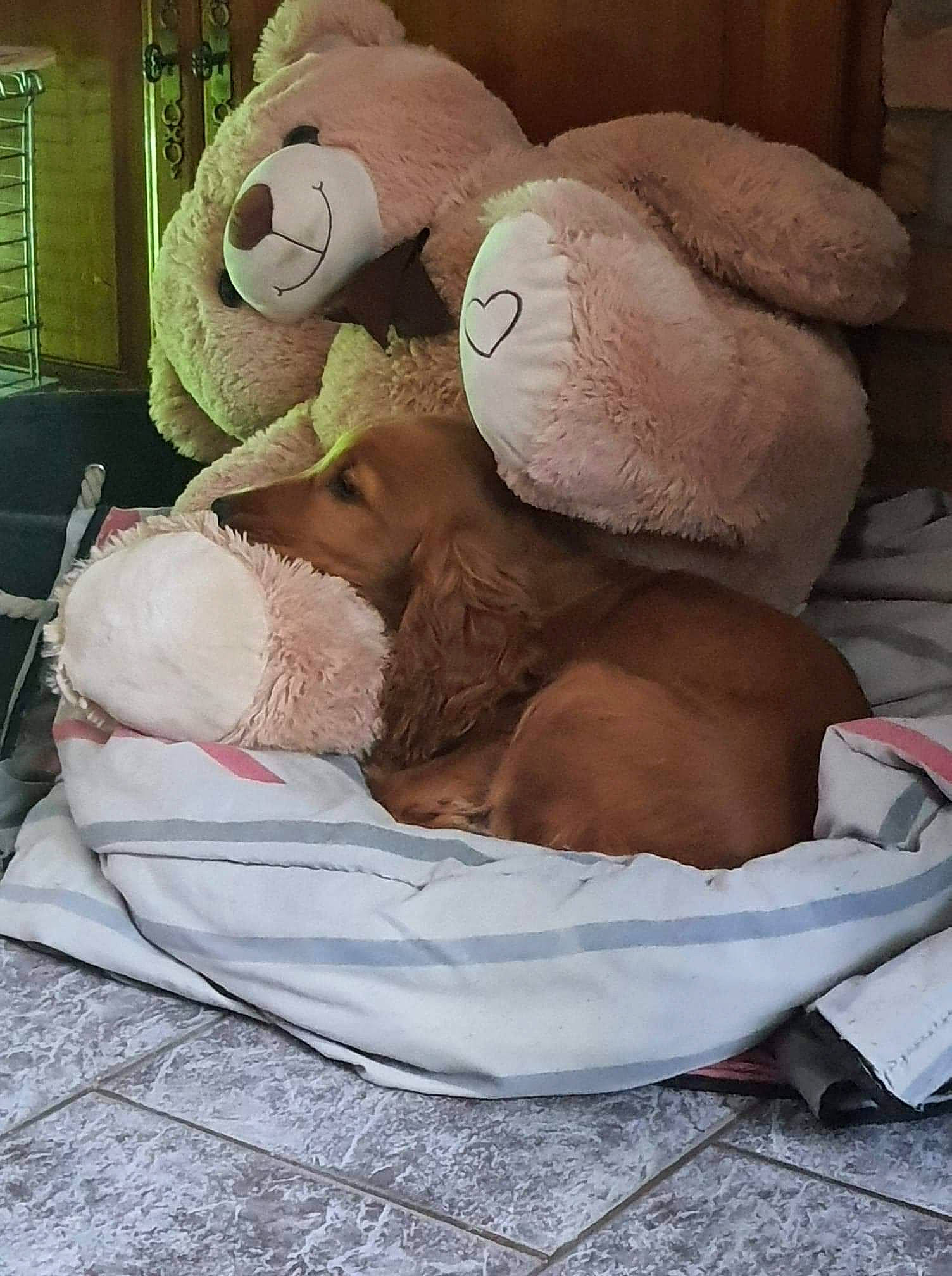 Raven a rejoint le concours — aidez-le/la à gagner de superbes lots ! baby_products, baby_sleeping, bed, bed_sheet, bedding, bedroom, bedtime, comfort, companion_dog, fawn, felidae, fur, linens, nap, plush, stuffed_toy, teddy_bear, textile, throw_pillow, toy