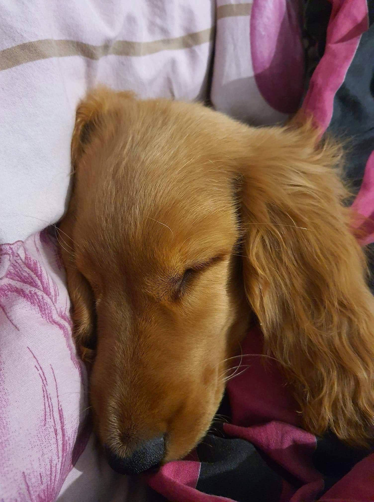 Raven a rejoint le concours — aidez-le/la à gagner de superbes lots ! canidae, carnivore, comfort, companion_dog, dog, dog_breed, dog_supply, ear, fawn, gun_dog, liver, nap, paw, pet_supply, plant, retriever, snout, sporting_group, whiskers, working_animal