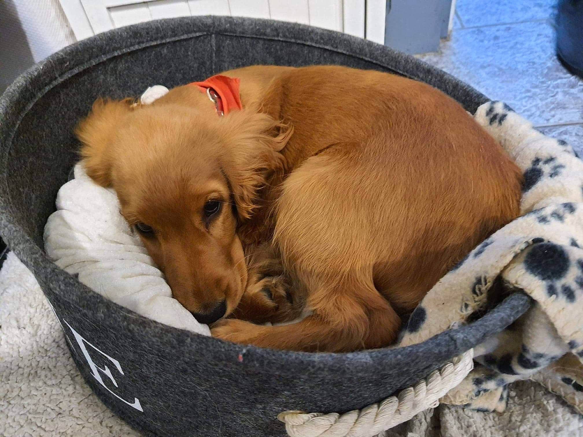 Raven participe au concours pour gagner de l'argent avec cette photo : animal_shelter, canidae, carnivore, comfort, companion_dog, dog, dog_bed, dog_breed, dog_crate, dog_supply, fashion_accessory, fawn, fur, liver, nap, non_sporting_group, pet_supply, puppy, sporting_group, working_animal