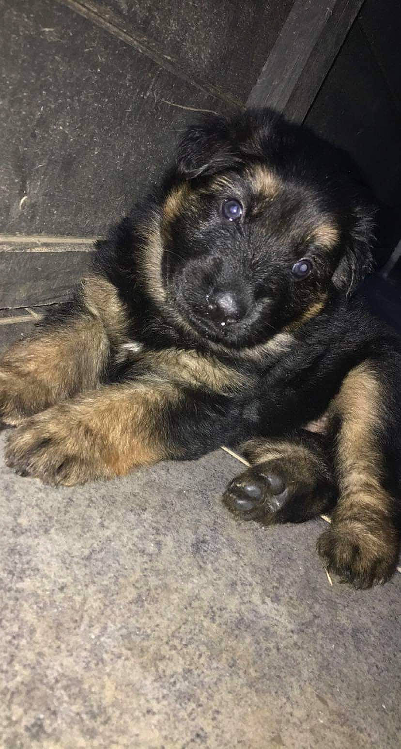 Falco participe au concours pour gagner de l'argent avec cette photo : borador, bored, carnivore, companion_dog, dog, dog_breed, fawn, fur, guard_dog, paw, snout, sporting_group, terrestrial_animal, whiskers, working_animal, working_dog
