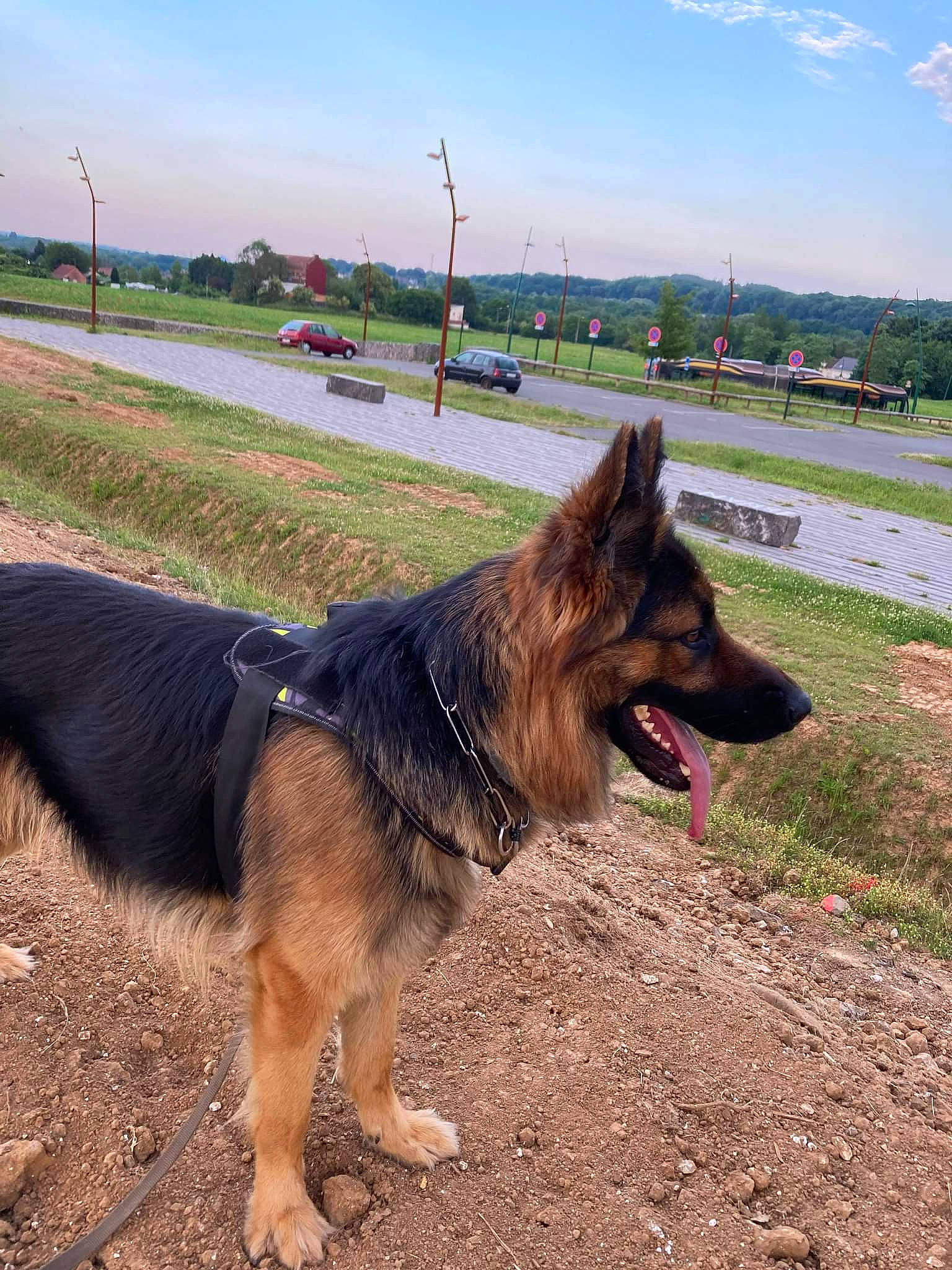 Falco participe au concours pour gagner de l'argent avec cette photo : canidae, carnivore, cloud, collar, companion_dog, dog, dog_breed, east_european_shepherd, german_shepherd_dog, grass, herding_dog, king_shepherd, old_german_shepherd_dog, pet_supply, plant, sky, snout, sporting_group, working_animal, working_dog