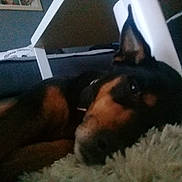 Luna a rejoint le concours — aidez-le/la à gagner de superbes lots ! carnivoran, dobermann, dog, dog_breed, dog_breed_group, dog_like_mammal, guard_dog, pinscher, puppy, snout