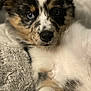 puppy, dog, close_up, fluffy, tricolor, cute, pet, animal, young, snuggling, blanket, soft, fur, portrait, indoors, cozy, resting, adorable, face, expression