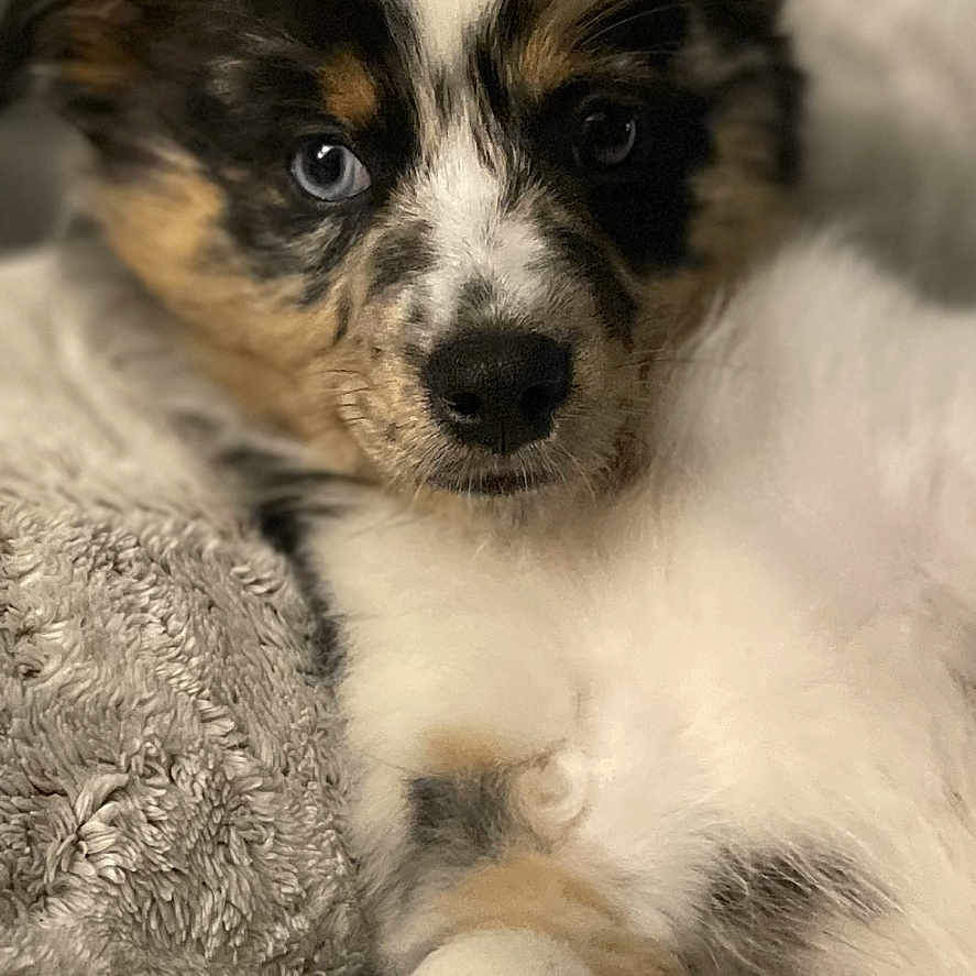 Appy participe au concours pour gagner de l'argent avec cette photo : adorable, animal, blanket, close_up, cozy, cute, dog, expression, face, fluffy, fur, indoors, pet, portrait, puppy, resting, snuggling, soft, tricolor, young