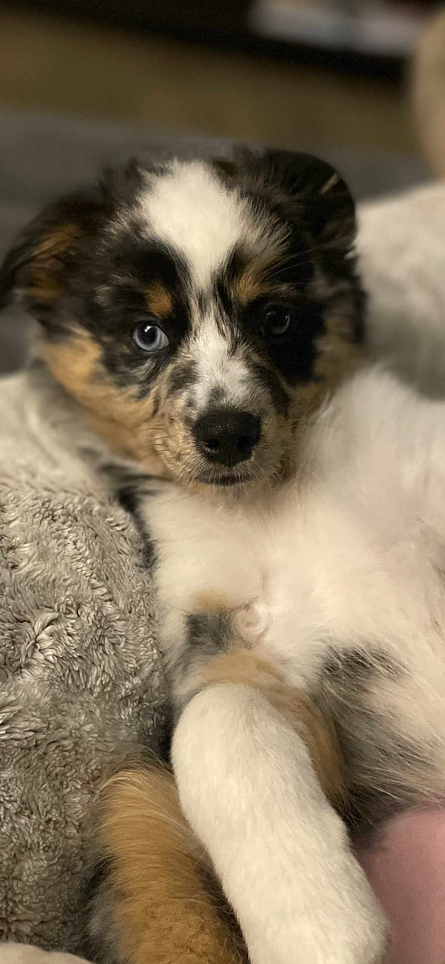 Appy participe au concours pour gagner de l'argent avec cette photo : puppy, dog, close_up, fluffy, tricolor, cute, pet, animal, young, snuggling, blanket, soft, fur, portrait, indoors, cozy, resting, adorable, face, expression