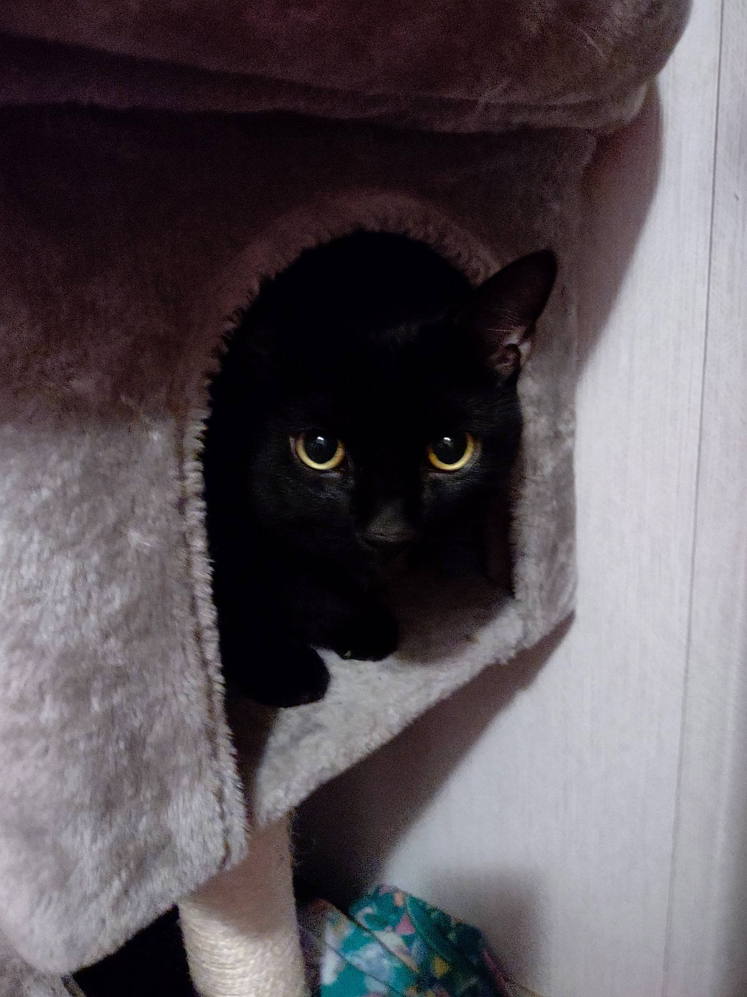 Knight is registered to the contest to win money with this photo: black_cat, carnivore, cat, domestic_short_haired_cat, door, felidae, fur, grey, iris, small_to_medium_sized_cats, snout, stairs, tail, terrestrial_animal, whiskers, window, wood