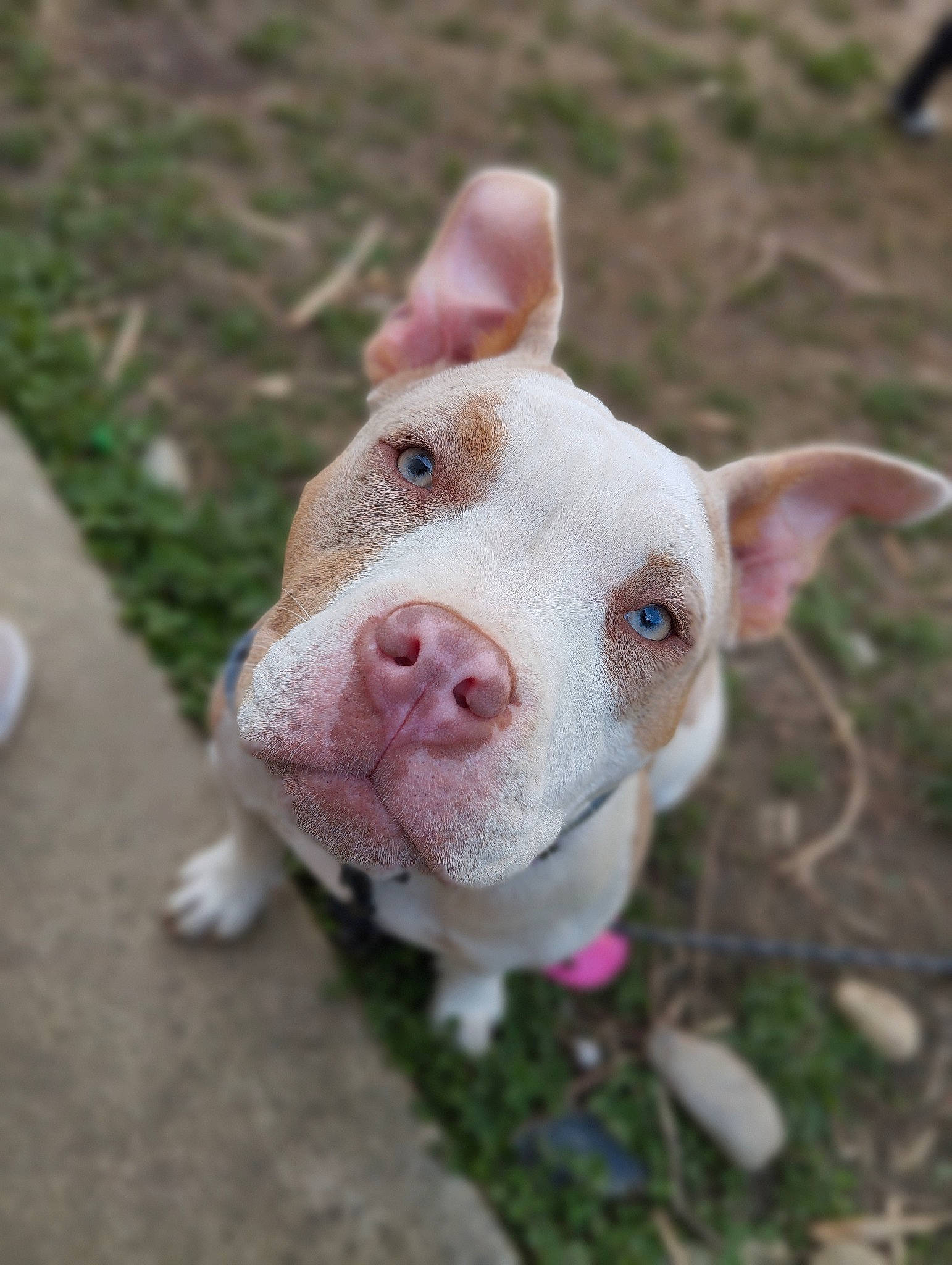 Kaïla participe au concours pour gagner de l'argent avec cette photo : canidae, dog_breed, domestic_pig, fawn, grass, livestock, non_sporting_group, pasture, snout, suidae, terrestrial_animal, whiskers, working_animal