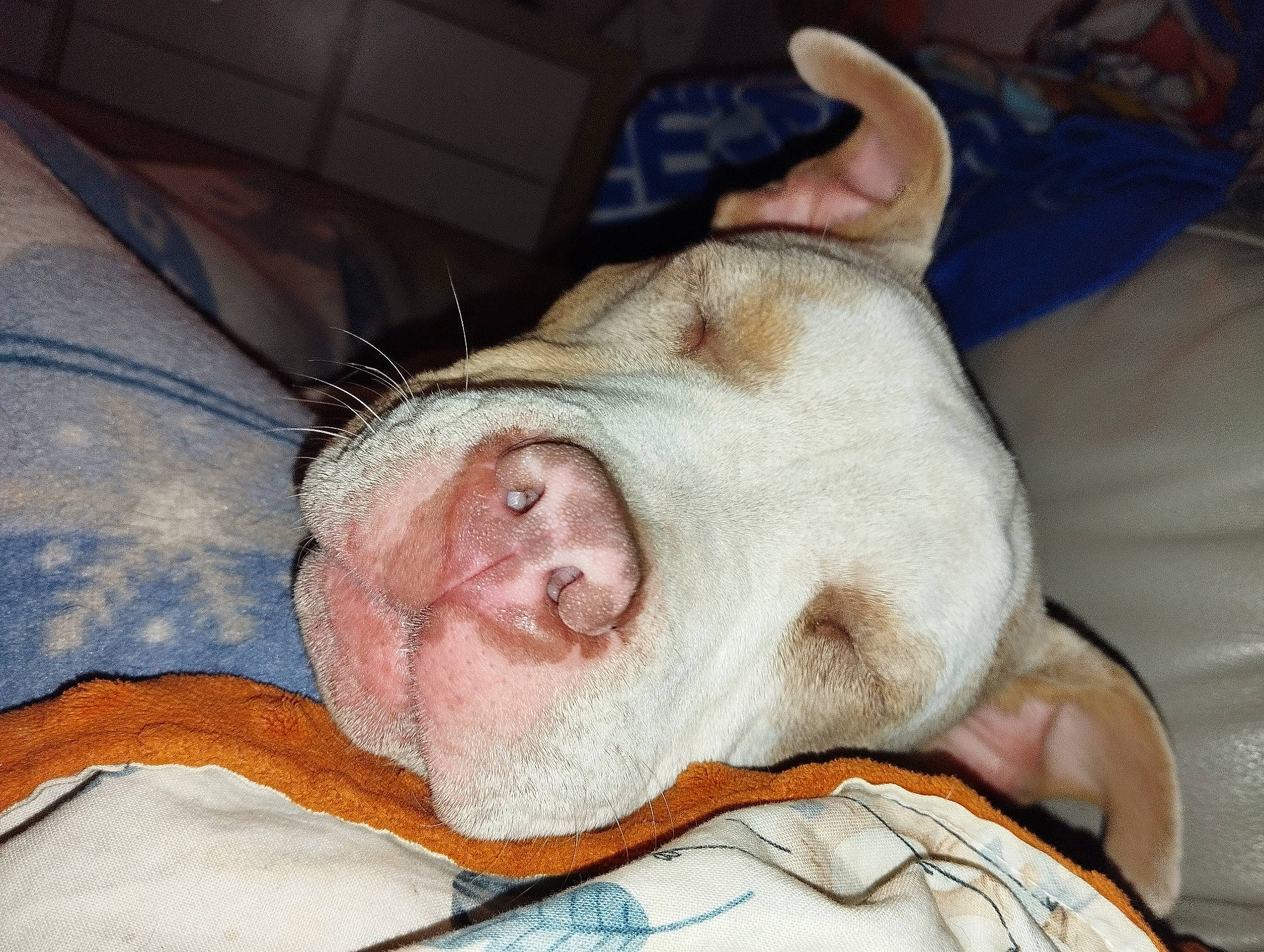 Kaïla participe au concours pour gagner de l'argent avec cette photo : canidae, carnivore, comfort, companion_dog, dog, dog_bed, dog_breed, ear, eye, fawn, fur, jaw, liver, paw, snout, sporting_group, terrestrial_animal, whiskers, working_animal, wrinkle