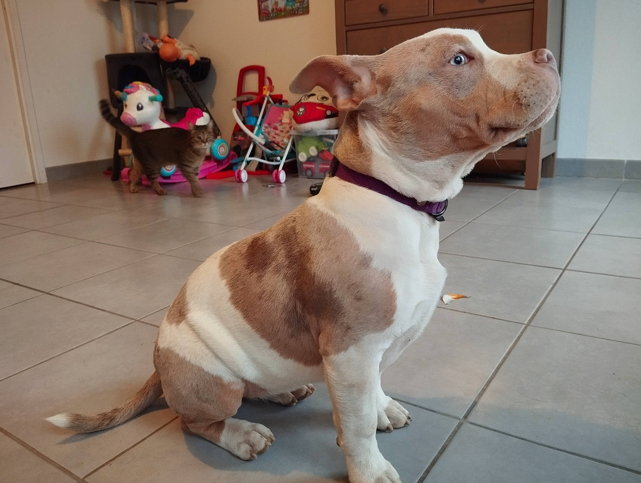 Kaïla participe au concours pour gagner de l'argent avec cette photo : art, canidae, carnivore, collar, companion_dog, dog, dog_breed, dog_collar, dog_supply, fawn, flooring, fur, leash, liver, non_sporting_group, pet_supply, snout, sporting_group, tail, working_animal