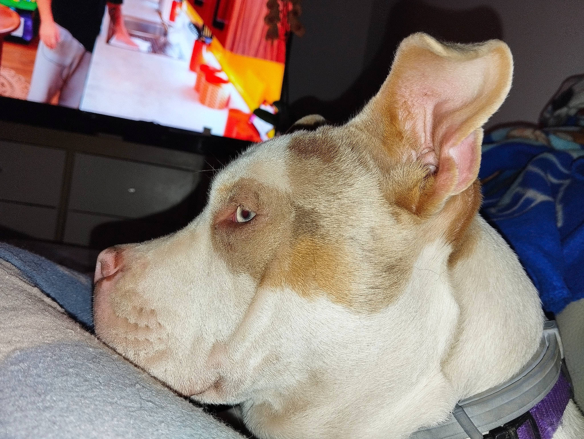 Kaïla participe au concours pour gagner de l'argent avec cette photo : box, canidae, carnivore, collar, comfort, companion_dog, dog, dog_breed, ear, fawn, fur, non_sporting_group, old_english_terrier, paw, snout, sporting_group, terrestrial_animal, whiskers, working_animal