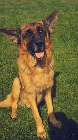 Heros participe au concours pour gagner de l'argent avec cette photo : canidae, carnivore, dog, dog_breed, east_european_shepherd, fawn, german_shepherd_dog, herding_dog, king_shepherd, mammal, old_german_shepherd_dog, shiloh_shepherd_dog, vertebrate, working_dog