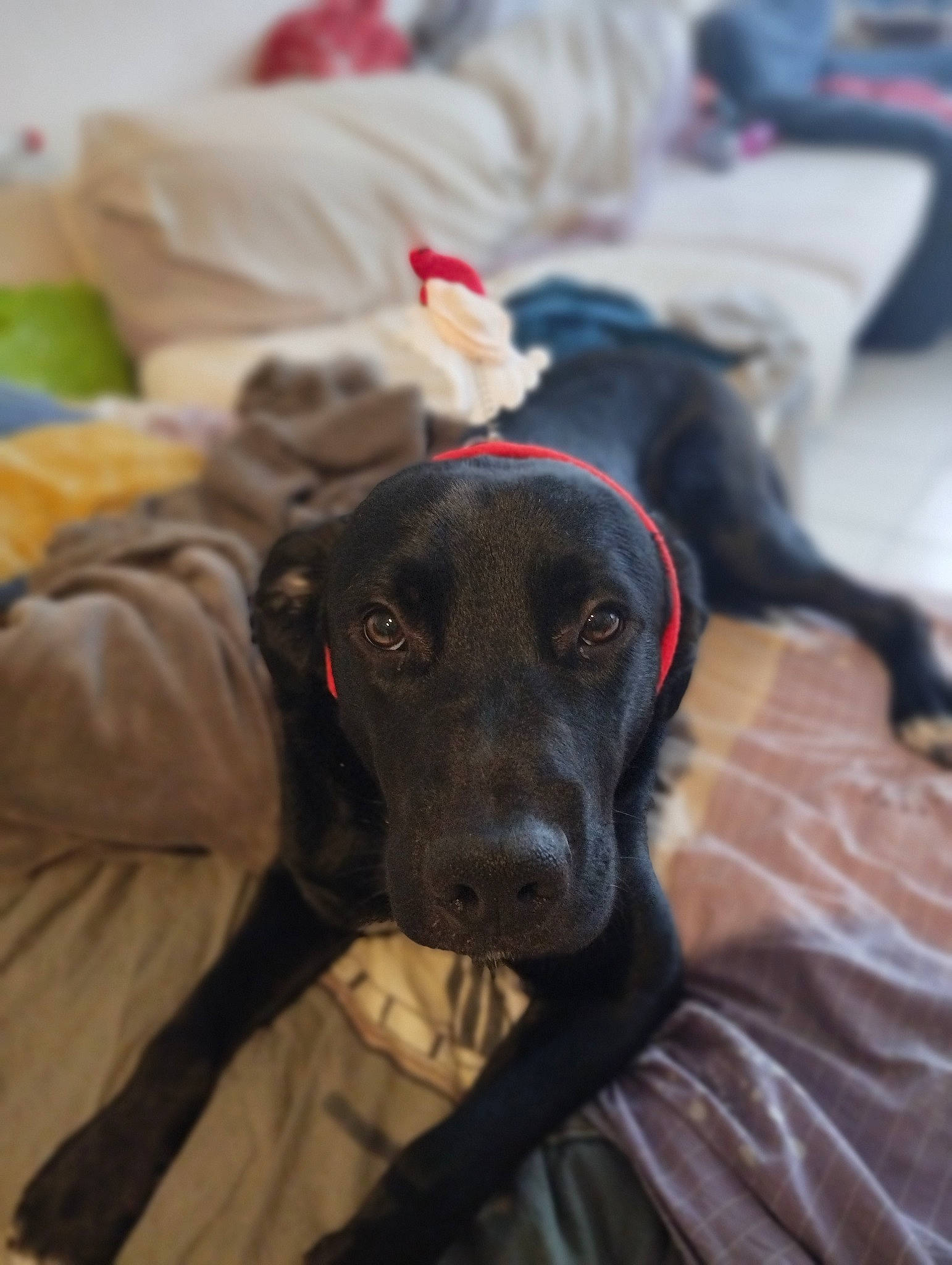 Taiko participe au concours pour gagner de l'argent avec cette photo : borador, canidae, carnivore, comfort, companion_dog, dog, dog_breed, dog_supply, fur, guard_dog, gun_dog, hunting_dog, linens, non_sporting_group, pet_supply, snout, sporting_group, working_animal