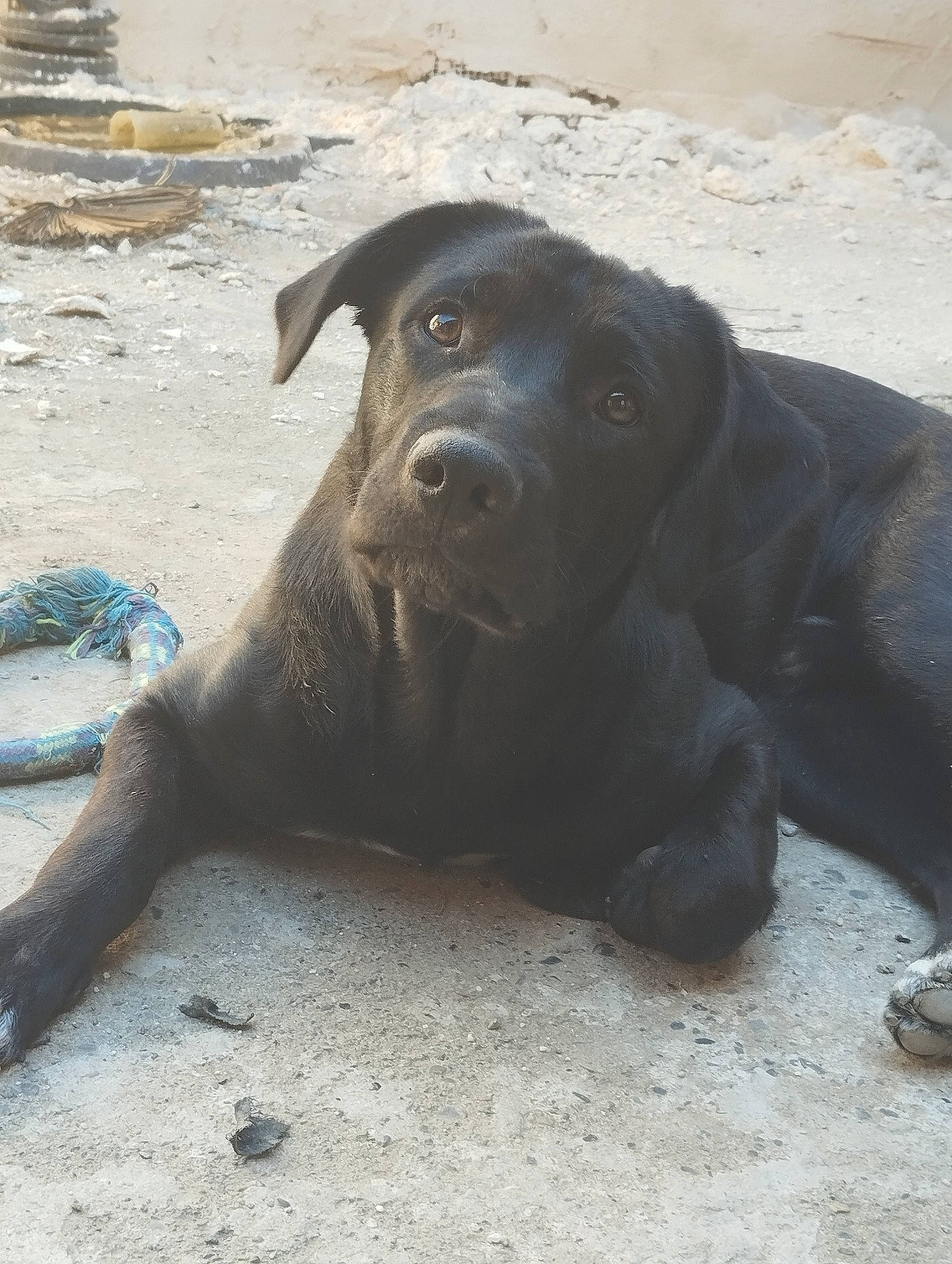 Taiko a rejoint le concours — aidez-le/la à gagner de superbes lots ! art, borador, canidae, carnivore, companion_dog, dog, dog_breed, fur, guard_dog, gun_dog, hunting_dog, labrador_retriever, snout, sporting_group, street_dog, terrestrial_animal, working_animal, working_dog