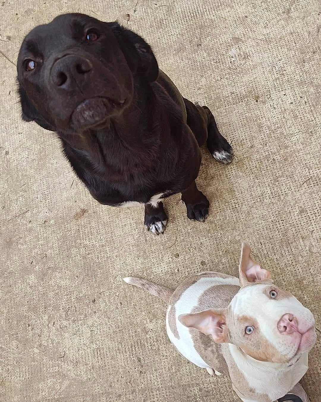 Taiko a rejoint le concours — aidez-le/la à gagner de superbes lots ! art, canidae, carnivore, companion_dog, dog, dog_breed, fawn, grey, mammal, metal, non_sporting_group, paw, snout, sporting_group, tail, terrestrial_animal, whiskers, white, working_animal