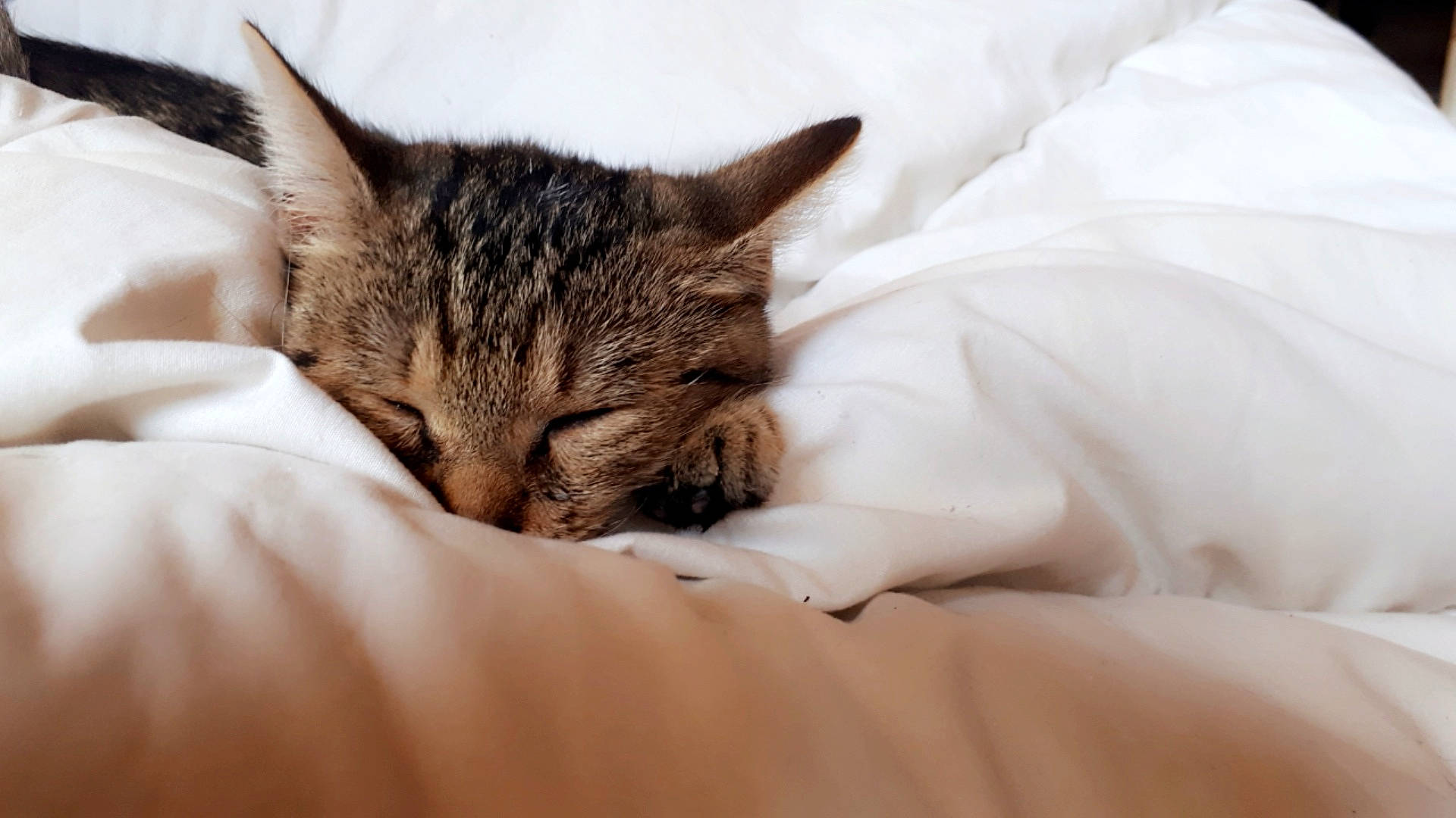 Oly participe au concours pour gagner de l'argent avec cette photo : asian, carnivore, cat, comfort, dragon_li, ear, european_shorthair, eye, felidae, fur, kitten, nap, nose, skin, sleep, small_to_medium_sized_cats, snout, tabby_cat, textile, whiskers