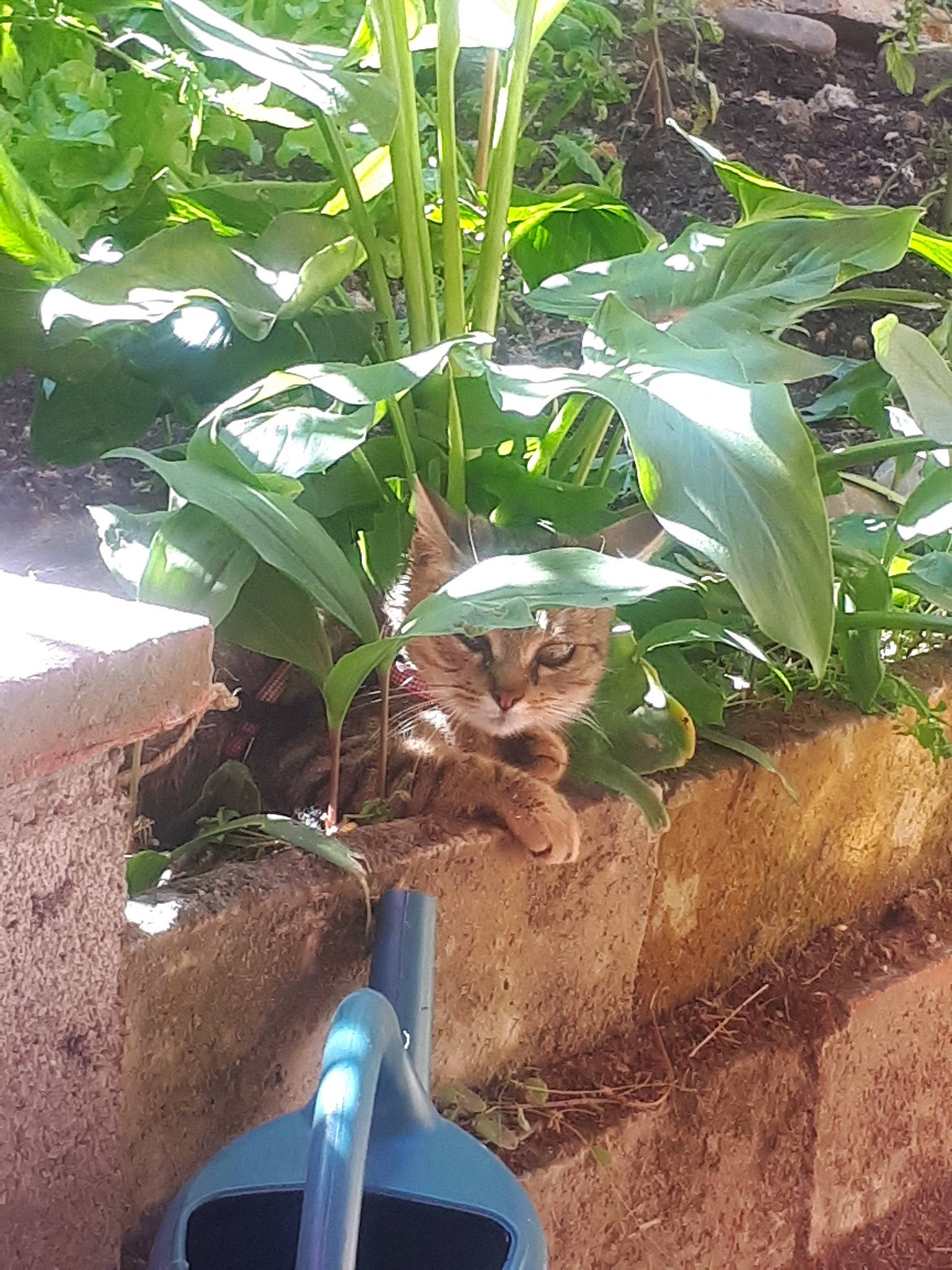 Oly participe au concours pour gagner de l'argent avec cette photo : anthurium, banana_family, botany, flower, herb, houseplant, leaf, nepenthes, plant, soil, tree