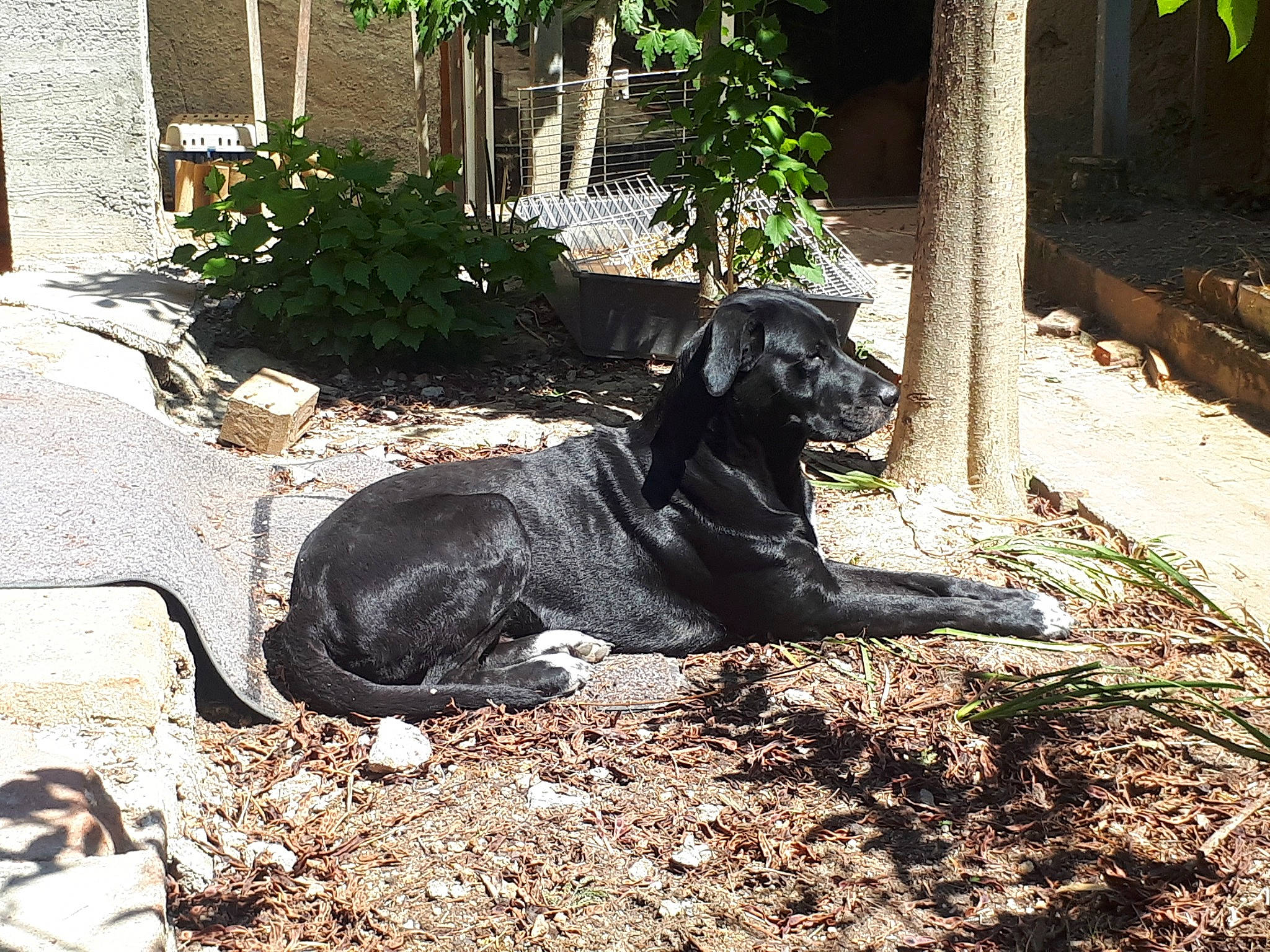 Leepsy participe au concours pour gagner de l'argent avec cette photo : canidae, carnivore, dog, dog_breed, guard_dog