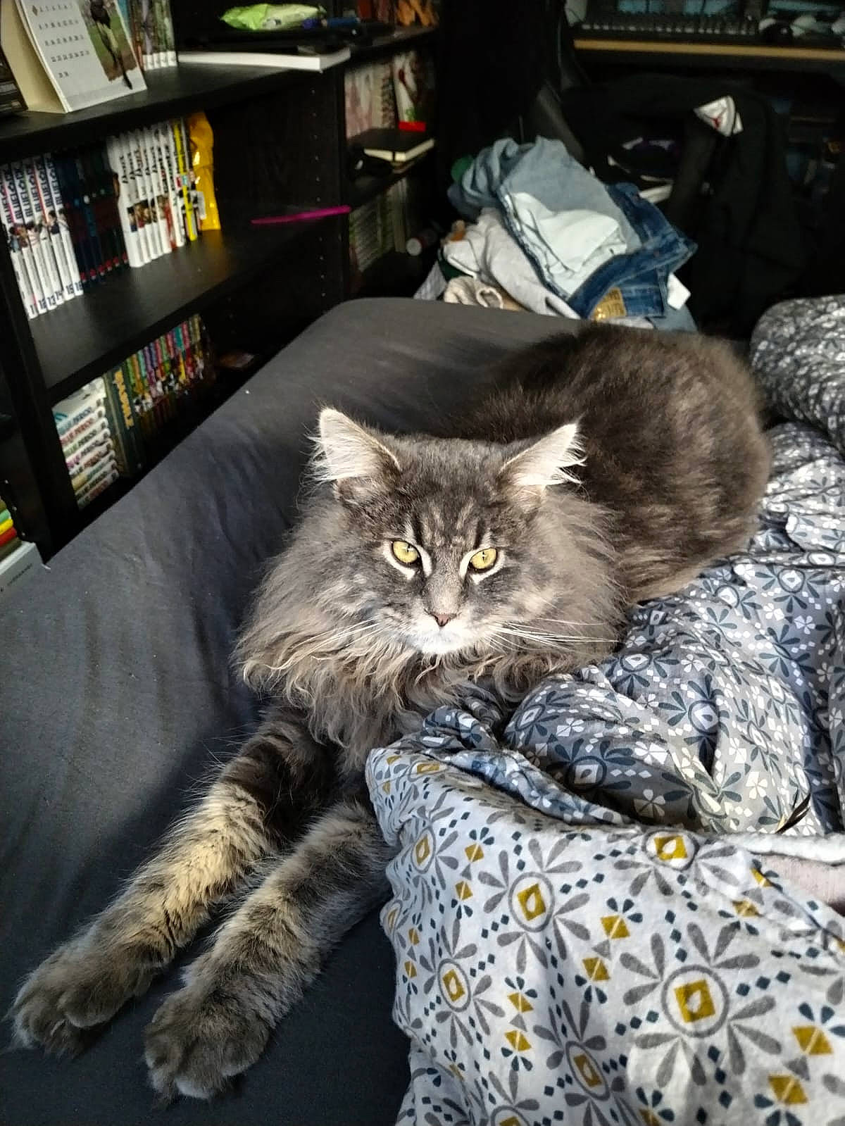 Umai a rejoint le concours — aidez-le/la à gagner de superbes lots ! bookcase, carnivore, cat, comfort, couch, felidae, flooring, fur, grey, hardwood, plant, publication, room, shelf, shelving, small_to_medium_sized_cats, tail, terrestrial_animal, whiskers, wood