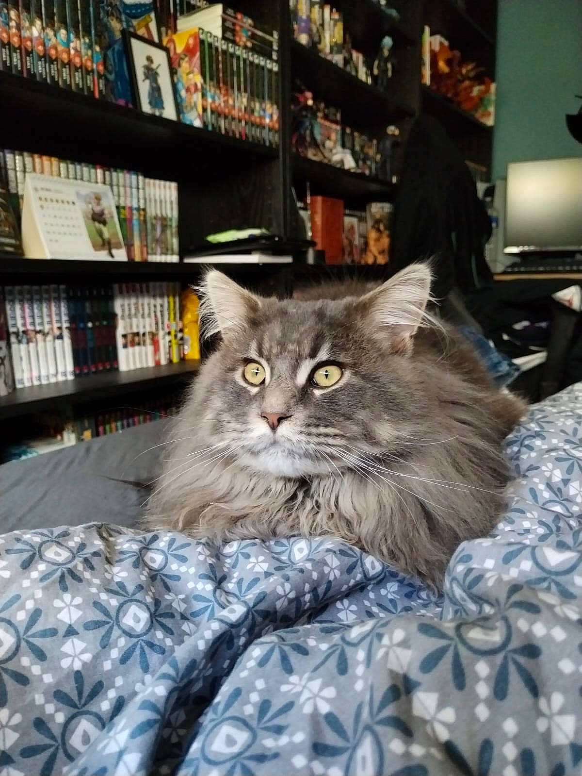 Umai a rejoint le concours — aidez-le/la à gagner de superbes lots ! bookcase, british_longhair, carnivore, cat, comfort, domestic_short_haired_cat, felidae, fur, grey, led_backlit_lcd_display, plant, publication, retail, room, shelf, shelving, small_to_medium_sized_cats, television, whiskers, wood