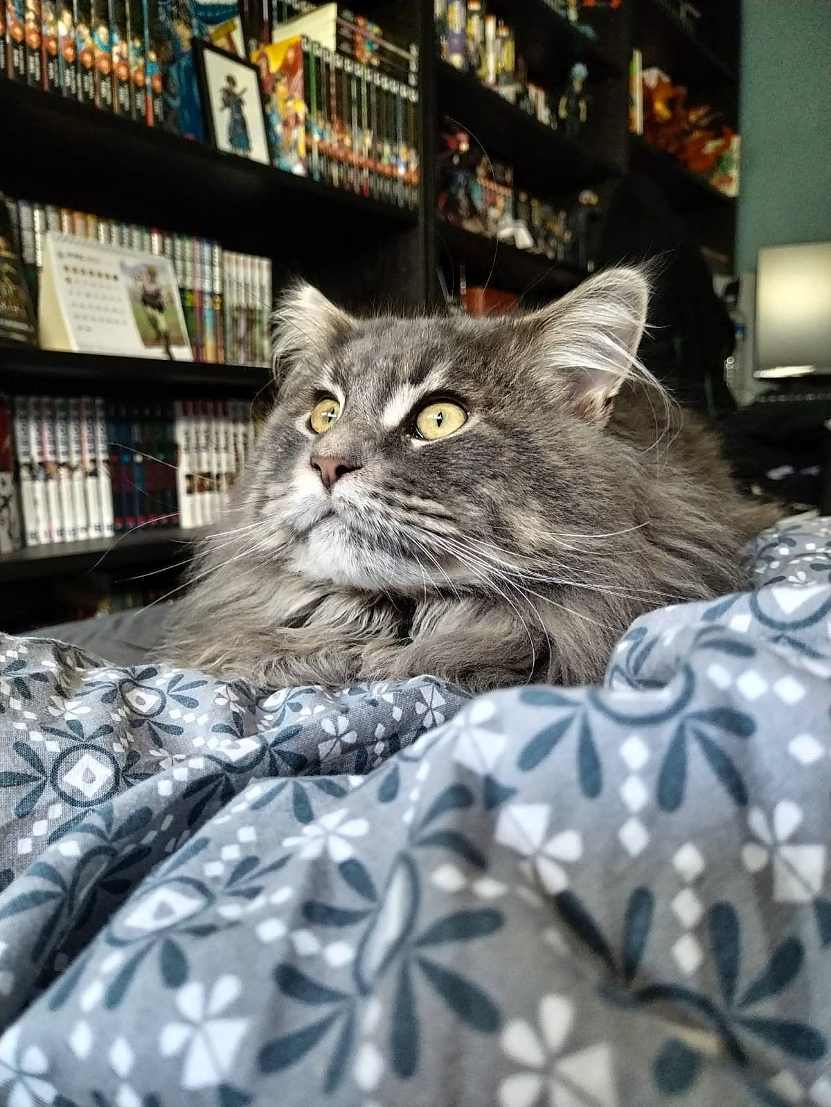 Umai participe au concours pour gagner de l'argent avec cette photo : bookcase, carnivore, cat, domestic_short_haired_cat, felidae, fur, grey, linens, pattern, plant, publication, shelf, shelving, small_to_medium_sized_cats, snout, terrestrial_animal, tree, whiskers
