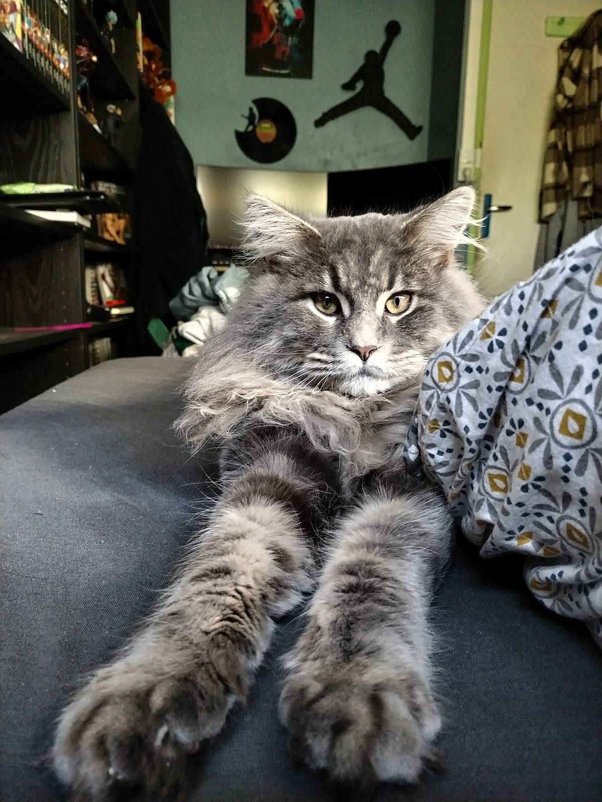 Umai a rejoint le concours — aidez-le/la à gagner de superbes lots ! carnivore, cat, claw, comfort, domestic_short_haired_cat, felidae, flooring, fur, grey, paw, picture_frame, room, small_to_medium_sized_cats, snout, tail, terrestrial_animal, whiskers