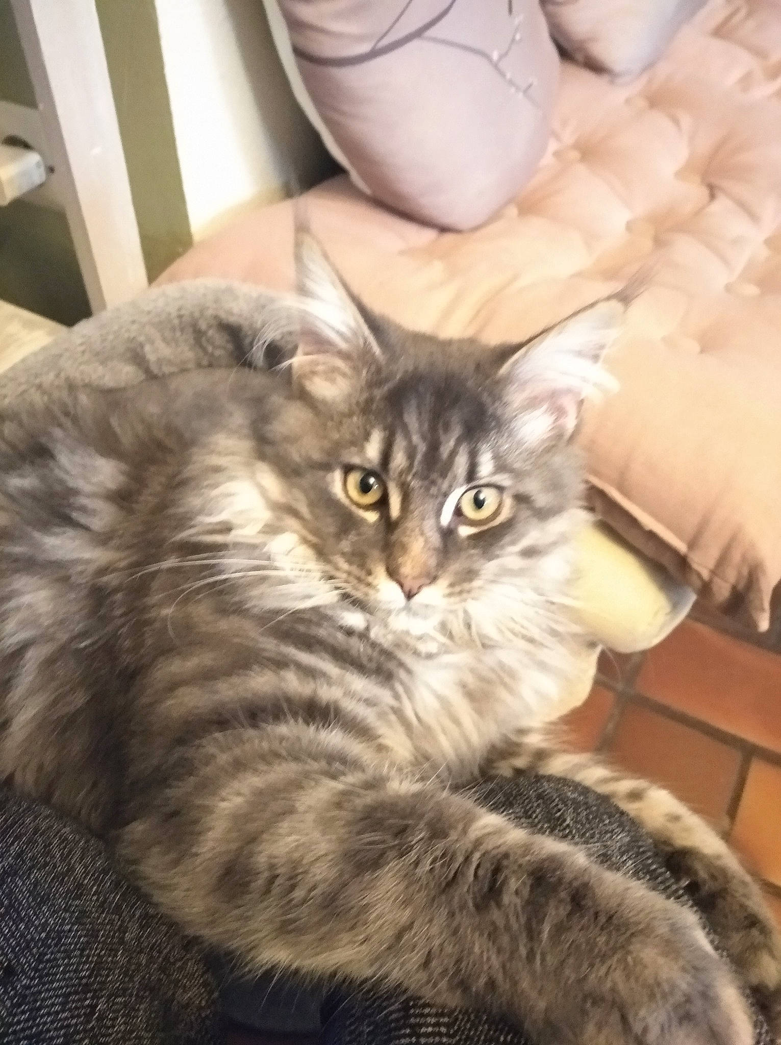 Umi a rejoint le concours — aidez-le/la à gagner de superbes lots ! carnivore, cat, claw, comfort, domestic_short_haired_cat, felidae, fur, grey, maine_coon, paw, serveware, sitting, small_to_medium_sized_cats, snout, tail, terrestrial_animal, whiskers