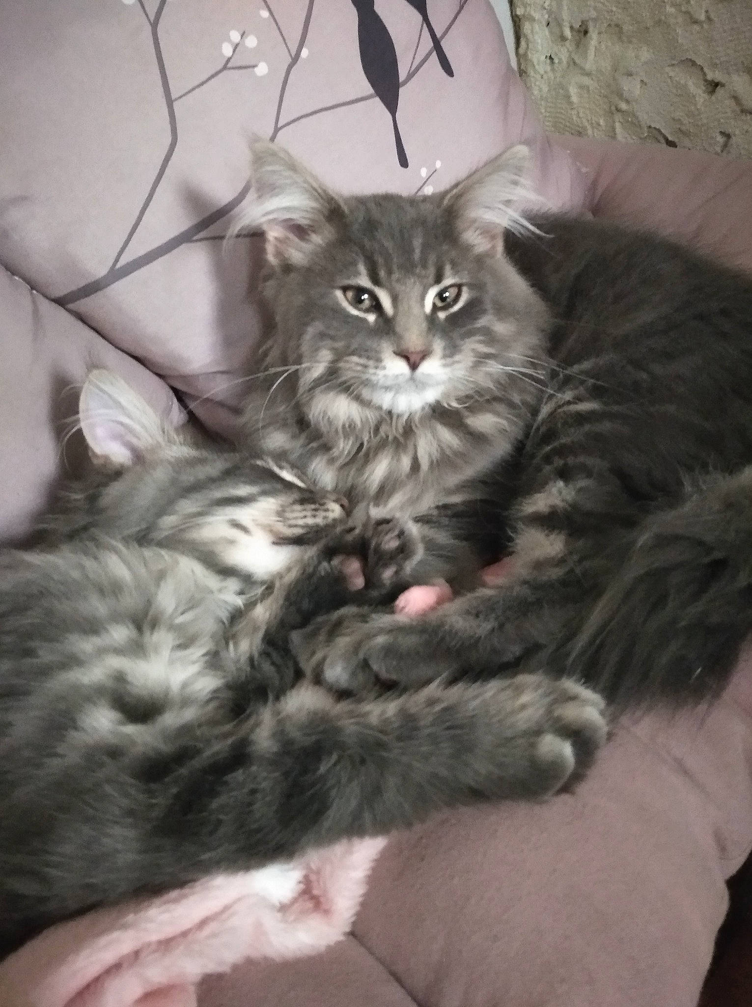 Umi participe au concours pour gagner de l'argent avec cette photo : carnivore, cat, claw, comfort, felidae, fur, grey, iris, paw, small_to_medium_sized_cats, snout, terrestrial_animal, whiskers