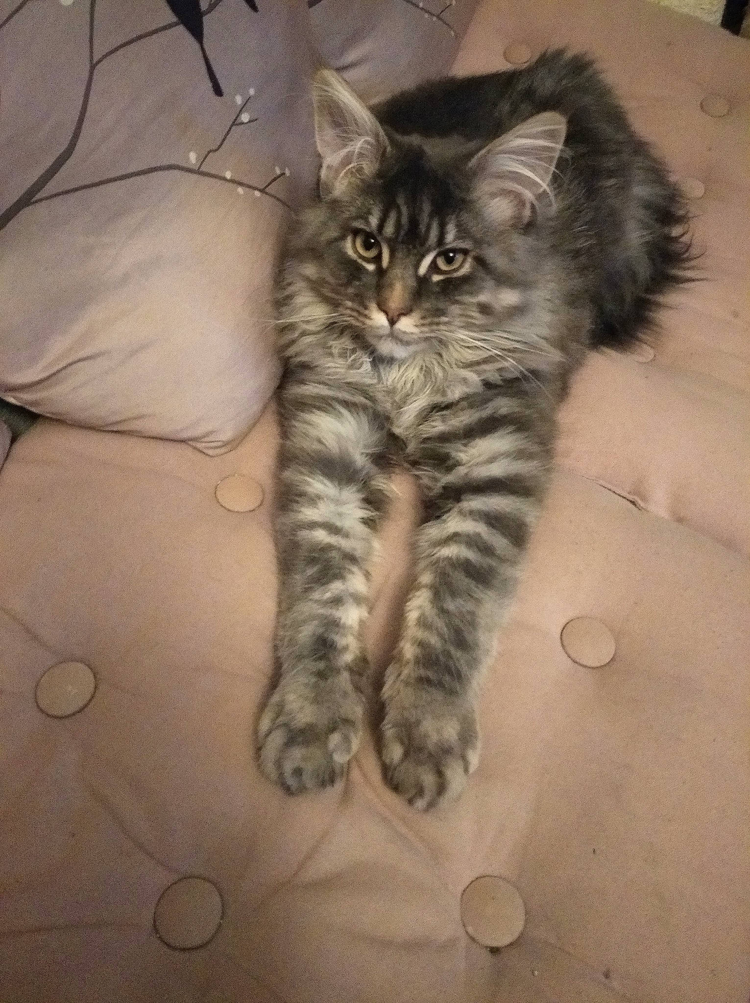 Umi a rejoint le concours — aidez-le/la à gagner de superbes lots ! carnivore, cat, claw, comfort, domestic_short_haired_cat, felidae, flooring, foot, fur, grey, human_leg, paw, sitting, small_to_medium_sized_cats, snout, tail, terrestrial_animal, toe, whiskers, wood