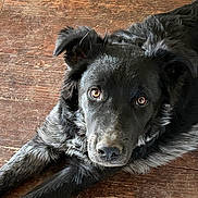 Midnight joined the competition — help win amazing prizes! dog, black_dog, fluffy, fur, pet, animal, lying_down, floor, wooden_floor, portrait, close_up, amber_eyes, eyes, nose, paws, ears, indoor, home, relaxed, looking_at_camera