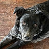 dog, black_dog, fluffy, fur, pet, animal, lying_down, floor, wooden_floor, portrait, close_up, amber_eyes, eyes, nose, paws, ears, indoor, home, relaxed, looking_at_camera