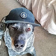 Ranger joined the competition — help win amazing prizes! animal, bed, black_cap, blanket, brown_eyes, canine, cap, close_up, cute, dog, floor, fur, hat, indoors, looking_at_camera, lying_down, pet, portrait, relaxed, winking