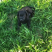 Tk joined the competition — help win amazing prizes! dog, puppy, black_dog, animal, grass, tall_grass, outdoor, garden, backyard, sunlight, nature, white_fence, crouching, lying_down, portrait, pet, canine, greenery, summer, photography