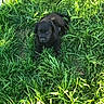 dog, puppy, black_dog, animal, grass, tall_grass, outdoor, garden, backyard, sunlight, nature, white_fence, crouching, lying_down, portrait, pet, canine, greenery, summer, photography