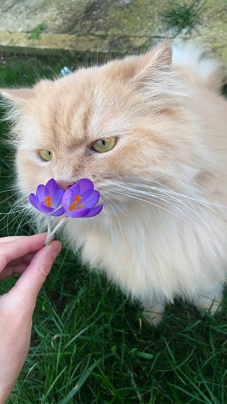 Néo participe au concours pour gagner de l'argent avec cette photo : british_longhair, canidae, carnivore, cat, cat_toy, claw, companion_dog, domestic_short_haired_cat, fawn, felidae, fur, grass, paw, photo_caption, plant, small_to_medium_sized_cats, snout, tail, vegetable, whiskers