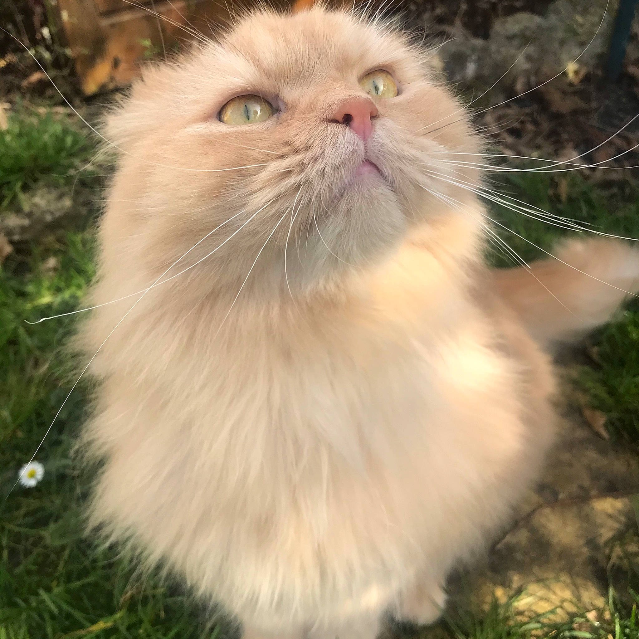 Néo a rejoint le concours — aidez-le/la à gagner de superbes lots ! carnivore, cat, fawn, felidae, fur, grass, plant, small_to_medium_sized_cats, snout, tail, terrestrial_animal, whiskers, window