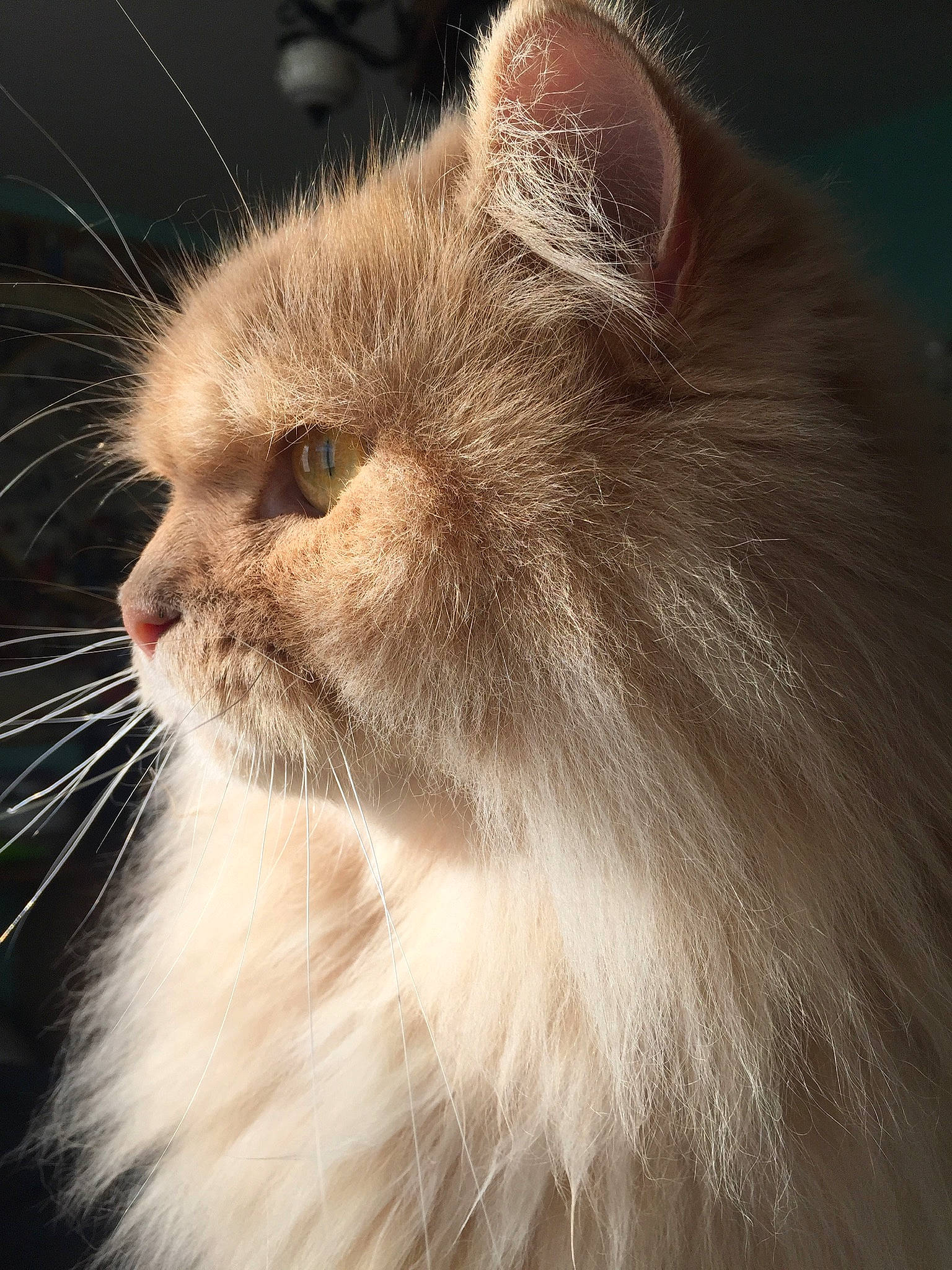 Néo a rejoint le concours — aidez-le/la à gagner de superbes lots ! carnivore, cat, close_up, fawn, felidae, fur, small_to_medium_sized_cats, snout, terrestrial_animal, whiskers