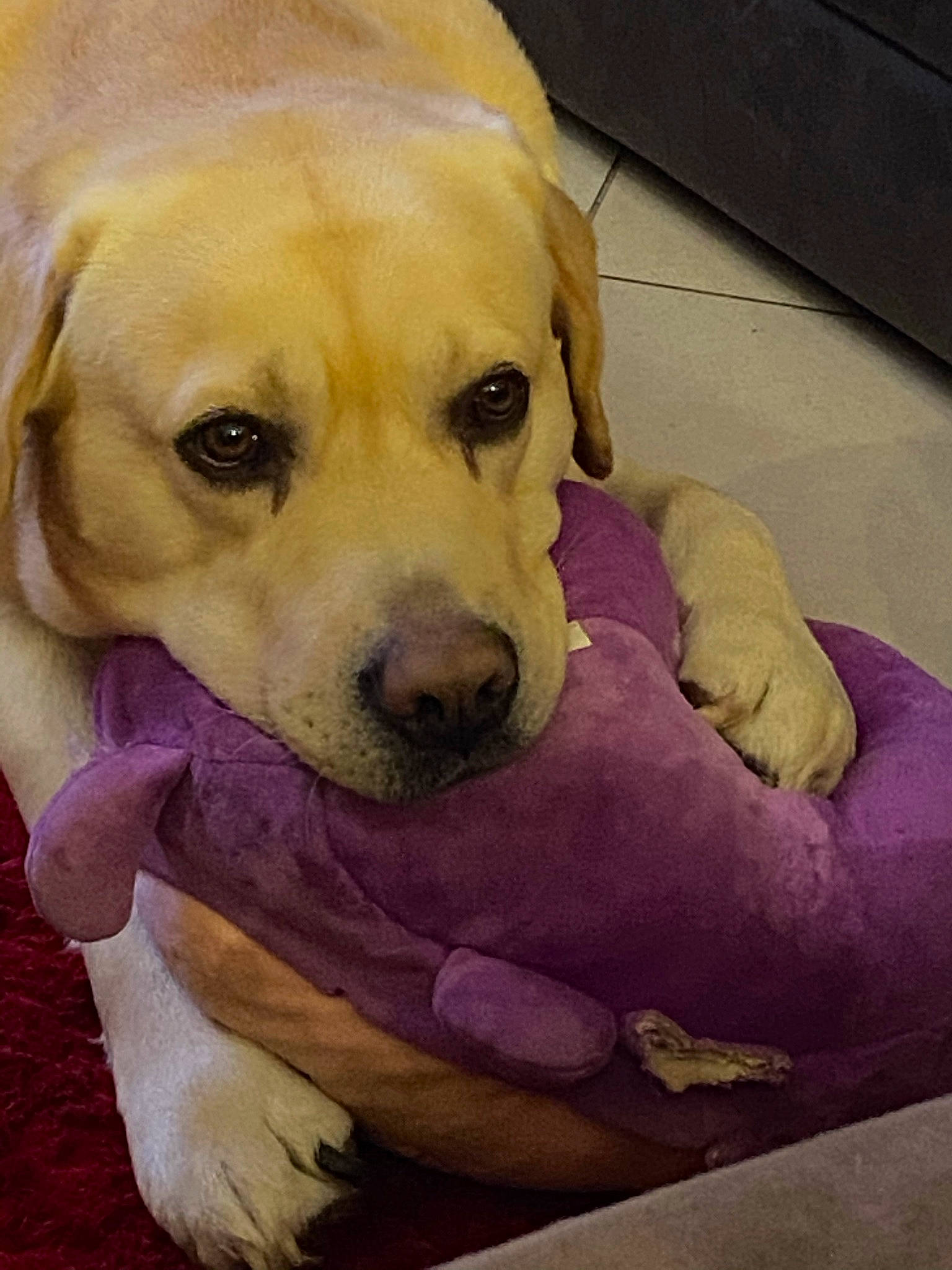 Moogly a rejoint le concours — aidez-le/la à gagner de superbes lots ! canidae, carnivore, companion_dog, dog, dog_breed, eye, fawn, fur, happy, head, labrador_retriever, mammal, paw, pink, plant, retriever, snout, sporting_group, whiskers, working_animal