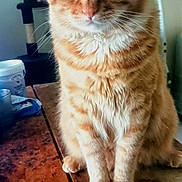 Dominique Coudrain a rejoint le concours — aidez-le/la à gagner de superbes lots ! background, cat, close_up, clutter, domestic_animal, ears, eyes, feline, fur, household, indoor, orange_tabby, pet, photographs, portrait, sitting, table, wall, whiskers, wood